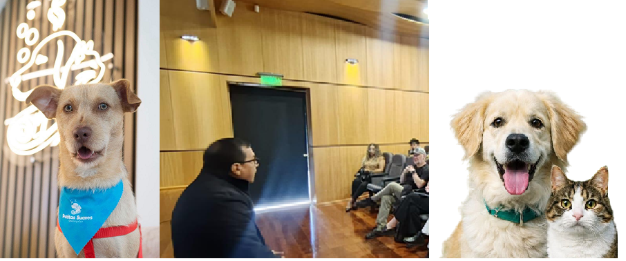 Imagen para los medios: Reforma a la Ordenanza para el Control y Manejo de la Fauna Urbana y la Protección de Animales Domésticos de Compañía del cantón Cuenca